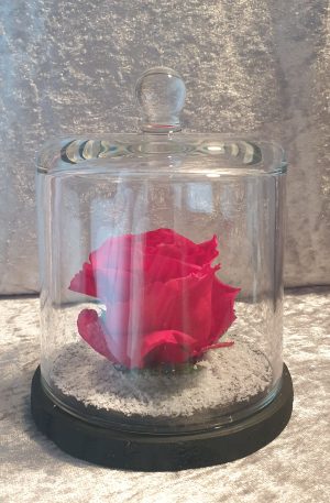 Rose éternelle sous cloche en verre