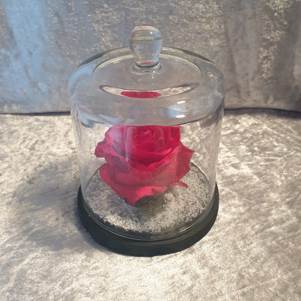 Rose éternelle sous cloche en verre