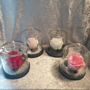 Roses éternelles sous cloche