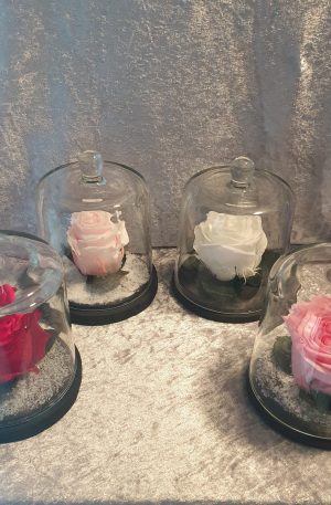 Roses éternelles sous cloche