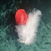 Boutonnière de mariage en satin