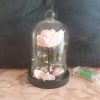 Rose en satin sous cloche en verre