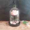Rose en satin sous cloche en verre