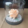 Rose en satin sous cloche en verre